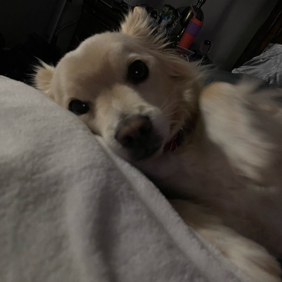 kaliakbrown467